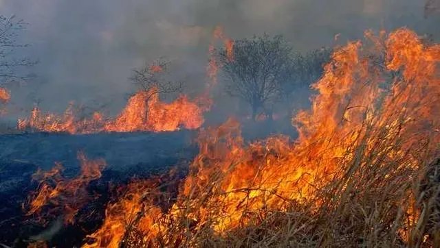 佛山凌云山山火：明火基本扑灭，东线两处复燃被灭, 你怎么看？