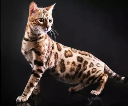 深圳闹市区出现多只野生豹猫正常吗？