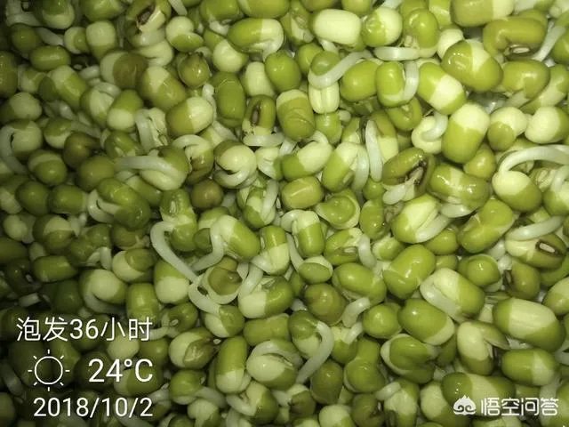 怎样生产豆芽?
