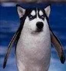 郭德纲说企鹅是什么梗