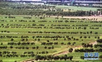 中央气象台发布沙尘暴黄色预警信号，哪些地区受沙尘天气影响严重？