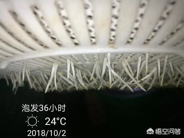 怎样生产豆芽?