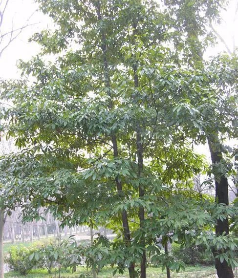 金丝楠木的树叶图片