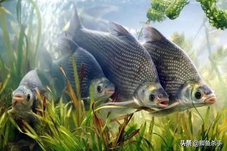 下雨天河边钓鱼，打鱼窝有没有效果，知道的老铁能否分享下经验？