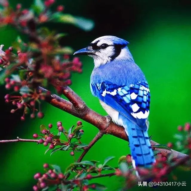 大衣哥朱之文在演艺界成名后，为什么不忘回乡种地？