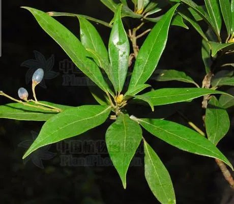 金丝楠木的树叶图片