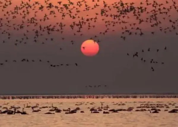 越冬候鸟迁徙高峰即将到来，鄱阳湖湖区密集实施生态补水，目前情况如何？