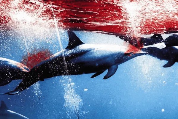 全球十大必看英文纪录片，地球与海洋让人体会大自然的伟大