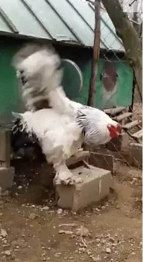 科索沃婆罗吸摩鸡体型巨大吓坏网友是怎么回事?