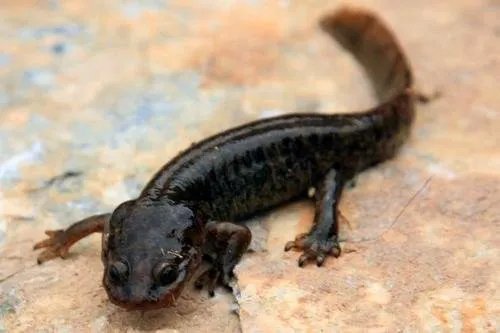 陕西鱼姓老人小区捡到娃娃鱼获奖200元!娃娃鱼到底有多珍稀?