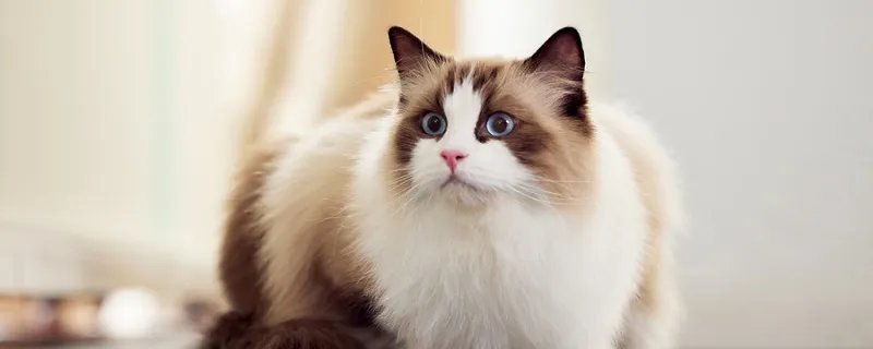 红小胖snoopy是什么猫 异国短毛猫的血统起源