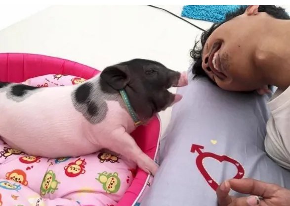 把母猪当女朋友来养是怎么回事?