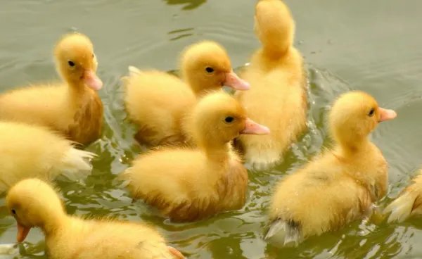 小鸭子的生活习性是什么啊?