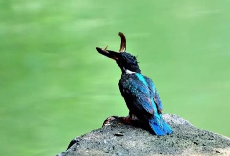 翠鸟抓鱼遭冰封后发生了什么事情？