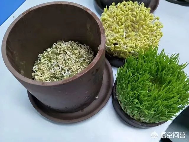怎样生产豆芽?