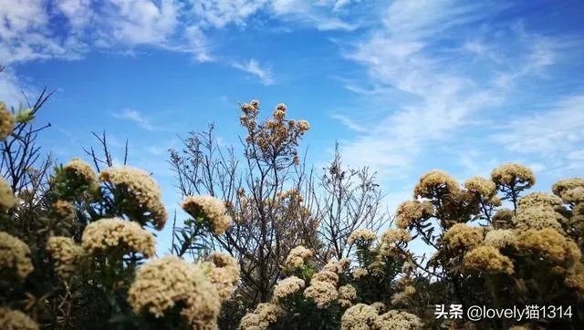 自由人旅行怎么样?