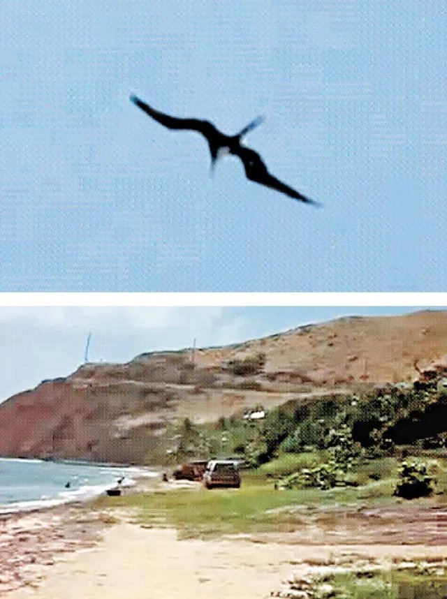 “魔鬼飞翔者”是真的吗?真的有吗?有的话给些图