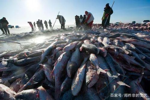 查干湖头鱼是什么鱼