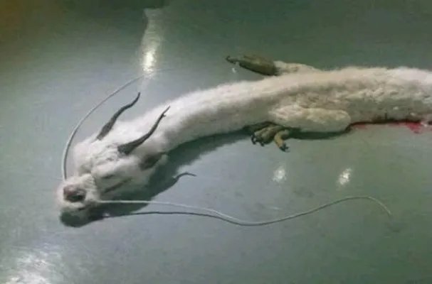 震惊!村民修路竟挖出千年真龙!(图)