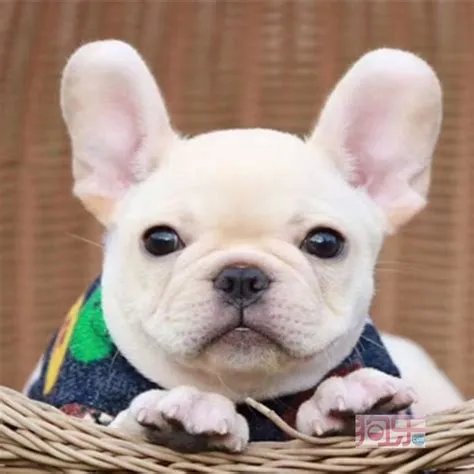 法国斗牛狗多少钱一只,分析法国斗牛犬的优缺点( 二 )