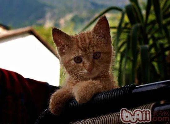 怎么让猫有个好性格？