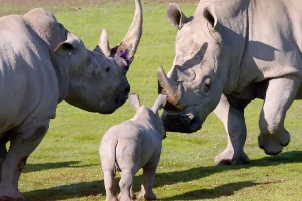 全球十大必看英文纪录片，地球与海洋让人体会大自然的伟大