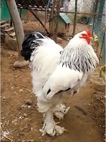 科索沃婆罗吸摩鸡体型巨大吓坏网友是怎么回事？