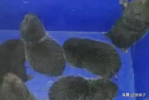 疫情后，竹鼠养殖前景会如何？