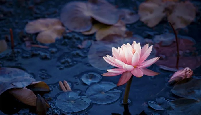 荷花的别称有哪些 古代荷花的别称有哪些