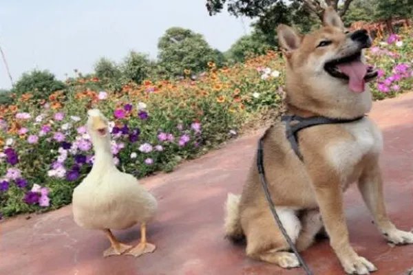 王珞丹发布寻鸭启事,鸭子被吃谁应该负责?