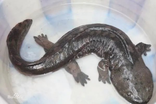 娃娃鱼是什么样子的图片