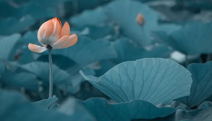 荷花的别称有哪些 古代荷花的别称有哪些