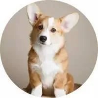 柯基5个月一天能跑多少公里