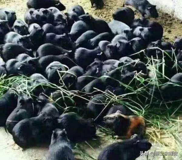 疫情后，竹鼠养殖前景会如何？