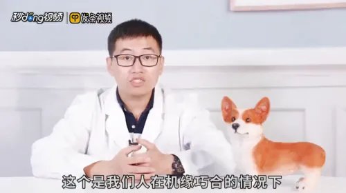 微笑狗为什么吓人