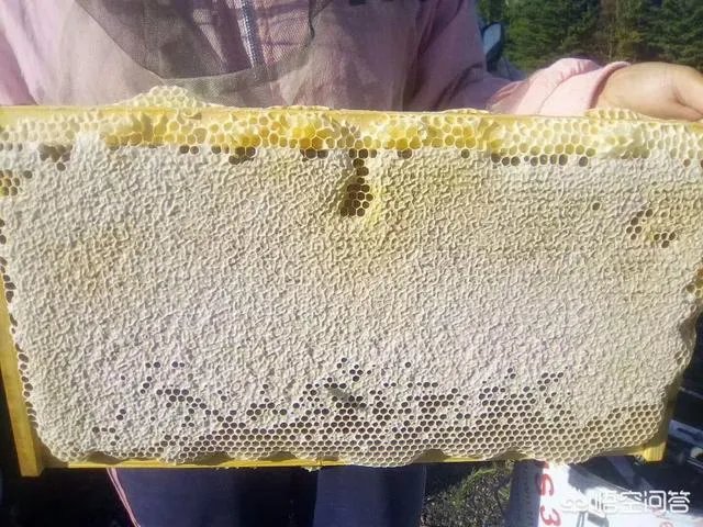 农村人自己养的蜂蜜怎么样？贵吗？