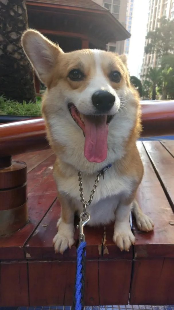 柯基5个月一天能跑多少公里