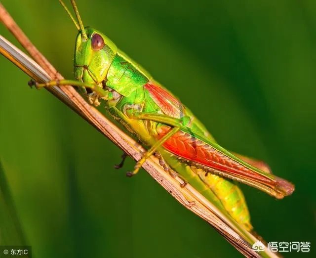你认为农村养殖蝗虫前景怎么样?