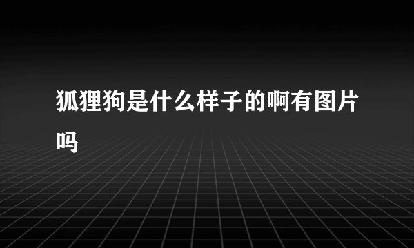 狐狸狗是什么样子的啊有图片吗