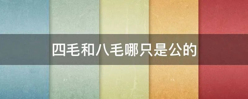 四毛和八毛哪只是公的