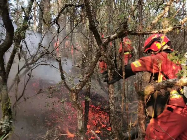 云南香格里拉森林发生火灾,起火的主要原因是什么?