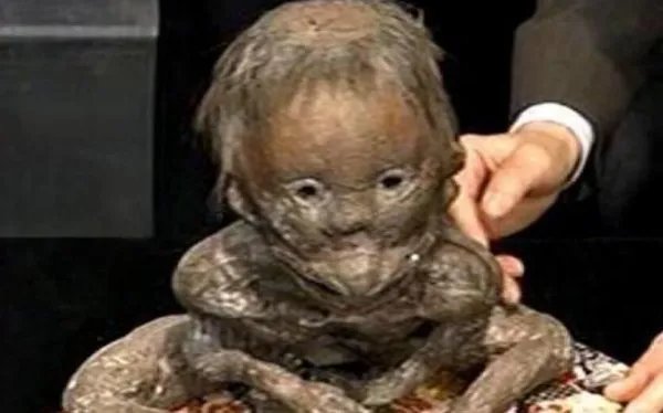 人头蛇身怪物之谜 恐怖变异生物震惊全球事件