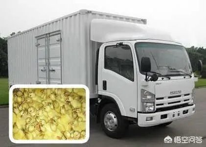 我的100天养鹅分享，第33天，如何保证育雏鹅苗运输途中安全？
