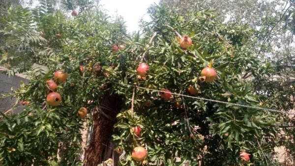 石榴套袋技术,具体怎么操作?