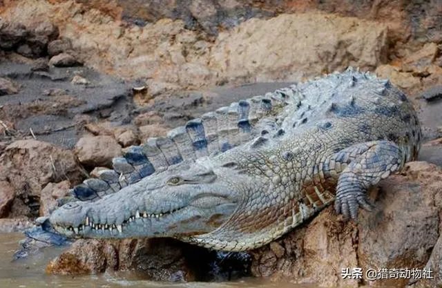 豹子为什么敢吃鳄鱼