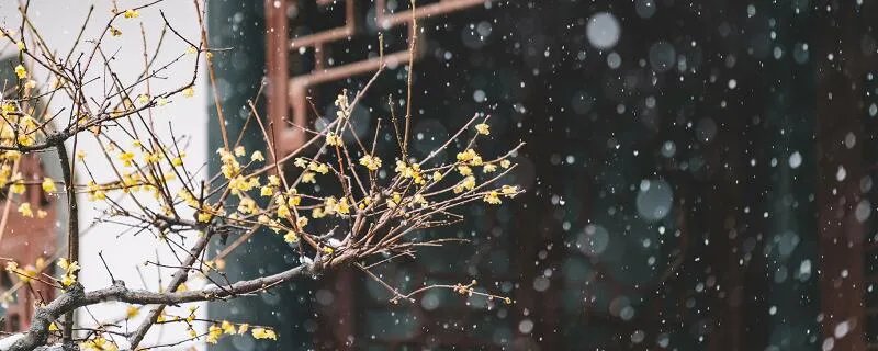 哪得梅花扑鼻香的上一句 怎得梅花扑鼻香的前面一句是什么