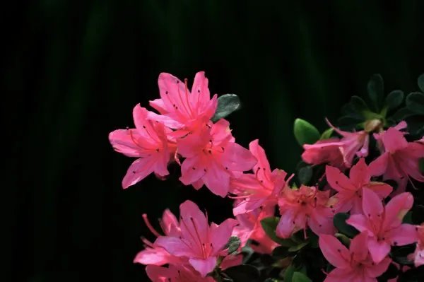 杜鹃啼血的典故