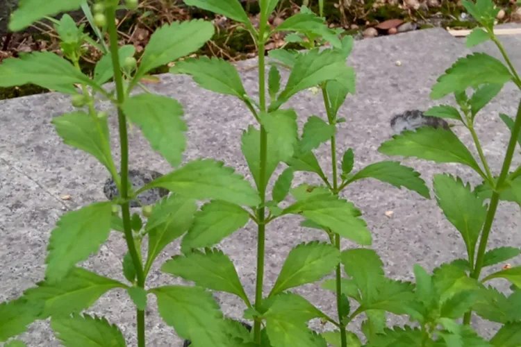 冰糖草图片大全