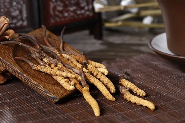 冬虫夏草有何作用