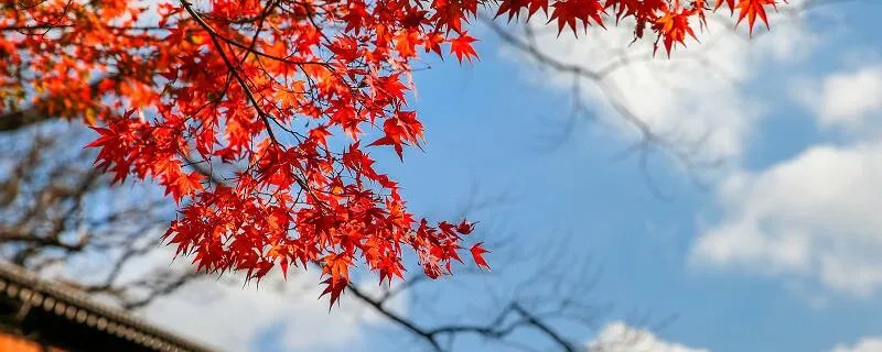 停车坐爱枫林晚的坐是什么 停车坐爱枫林晚的坐是什么意思